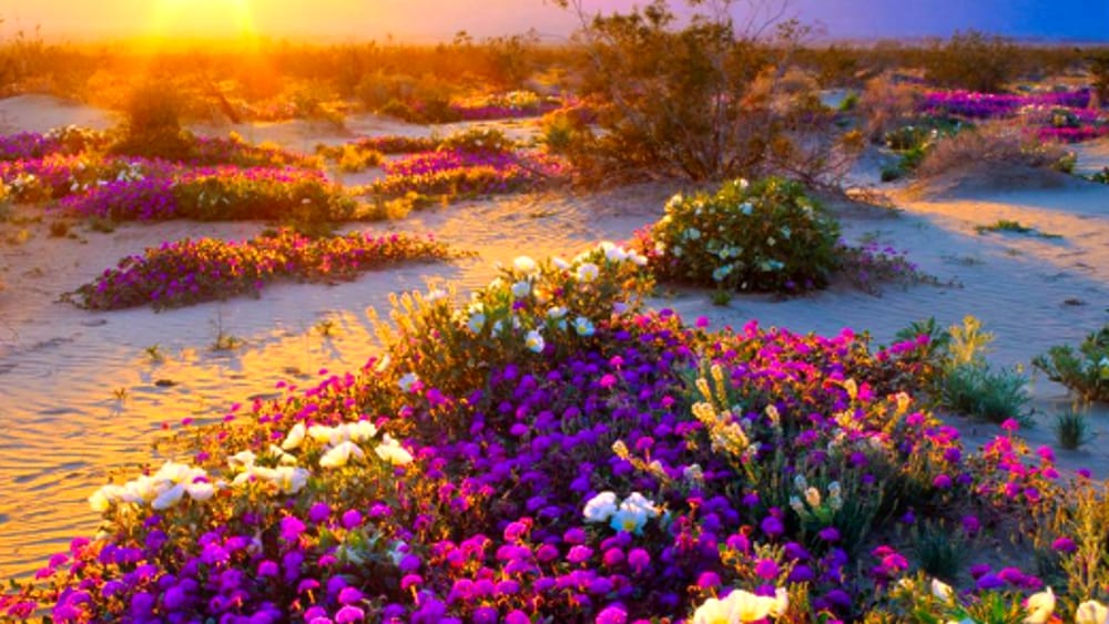 Il Fiore del Deserto